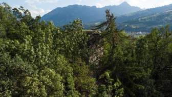 Die zugewachsene Ruine Hasensprung in Rodels