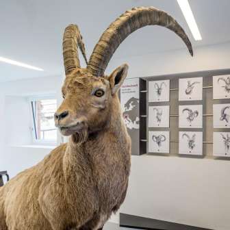 Ein Steinbock der Ausstellung.